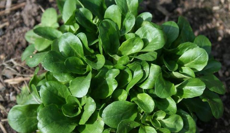 Салат корн: полезные свойства и рецепт приготовления
