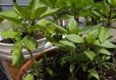 Трава базилик: выращивание и уход