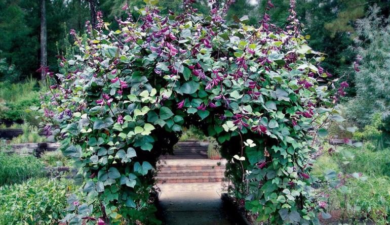 Гиацинтовые бобы: декоративное вьющееся растение для вашего сада Бобы вьющиеся
