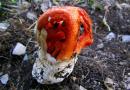 Редкие грибы России, занесенные в Красную книгу Московской, Нижегородской и Воронежской областей